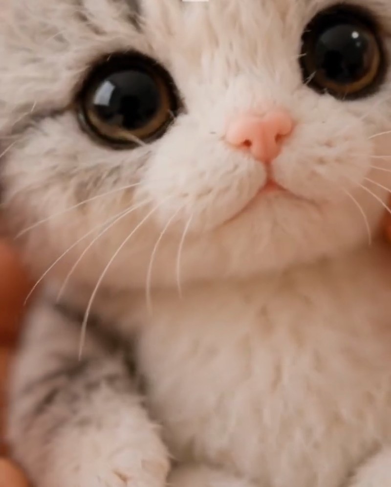 Pocket Hug Mini Plush Cat in a Gift Tin with Comforting Message